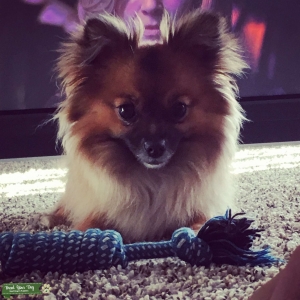 5lb looking for a small bf Listing Image