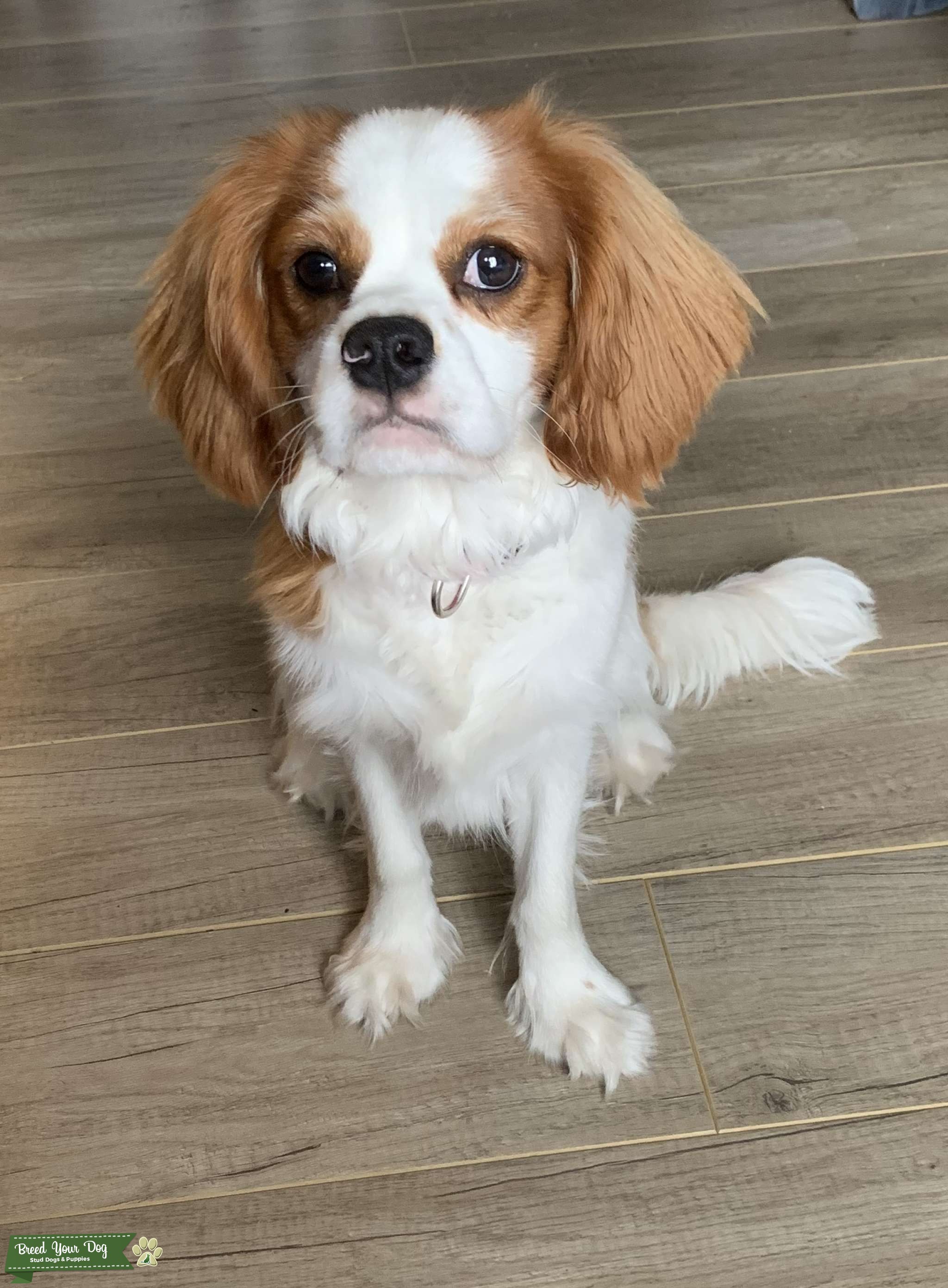 Cavalier King Charles Stud Stud Dog in Florida , United States