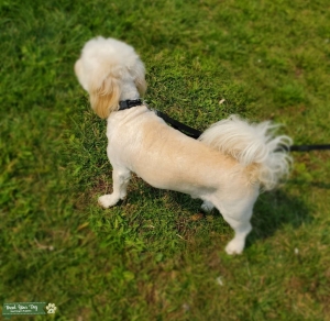 White, Tan Maltipoo Listing Image