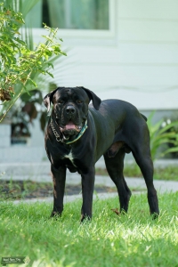 Black Cane Corso - Good boi Listing Image