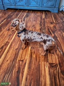 Miniature Dapple Dachshund Listing Image