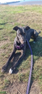 I have a beautiful bull/greyhound bitch  Listing Image