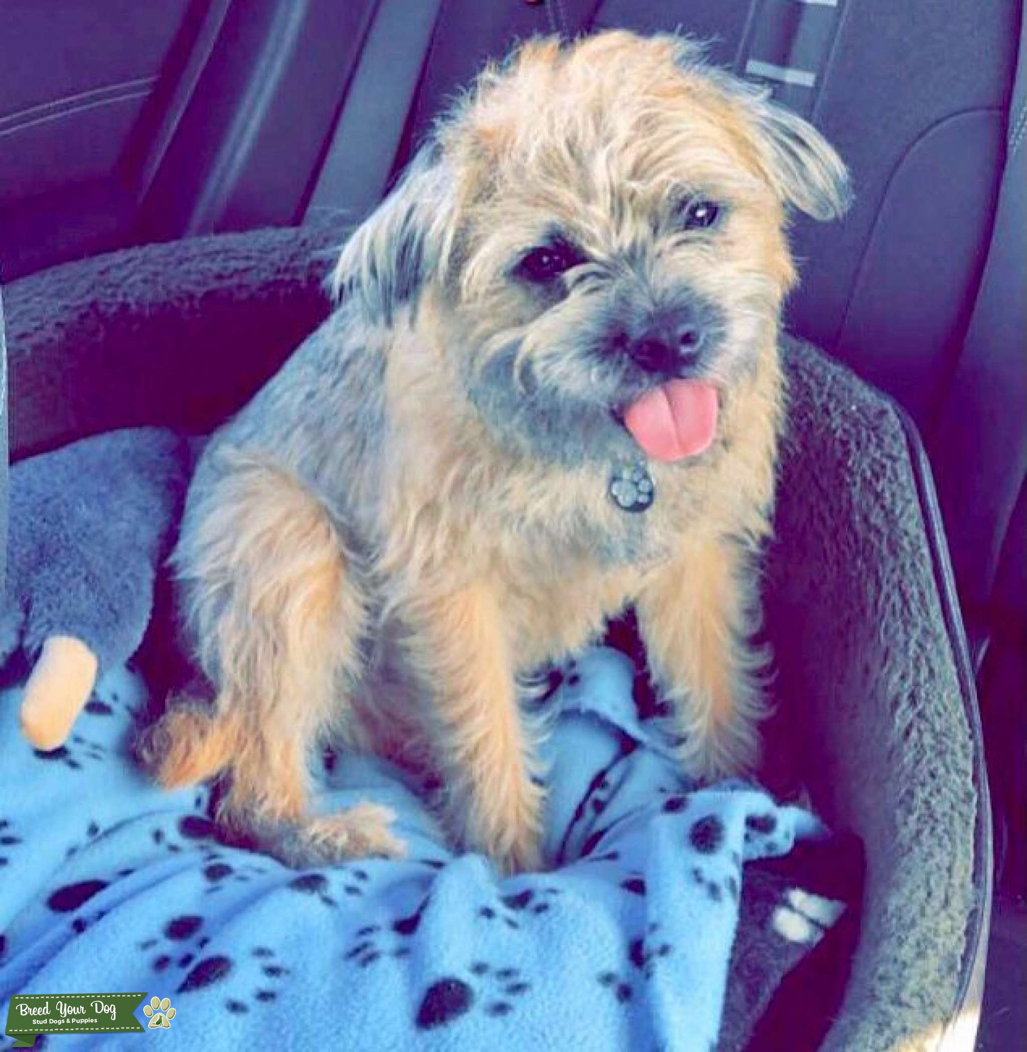 Full Pedigree Border Terrier Stud Dog in Merseyside, the United