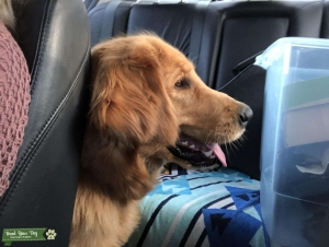 Golden Retriever Stud Listing Image