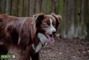 Australian Shepherd Stud (Working Line) Red Tri/Blue Eyes Listing Image
