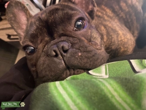 Brindle Champion Parents Listing Image