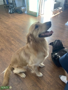 Light Golden retriever Listing Image