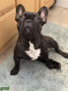 AKC French Bulldog Stud is ready! Listing Image