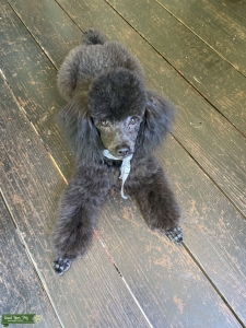AKC Stud Available  Listing Image