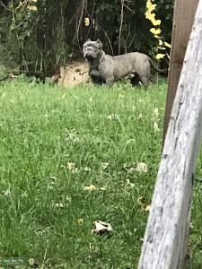 Exotic Bully Stud  Listing Image