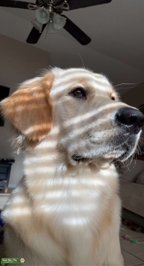 Golden Retriever Stud Listing Image