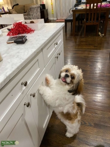 brown white Shih tzu Listing Image