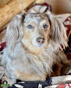 Dachshund Male dapple  Listing Image