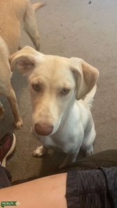 Blue eyed lab  Listing Image