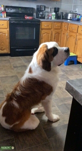 Dozer (STUD) Listing Image