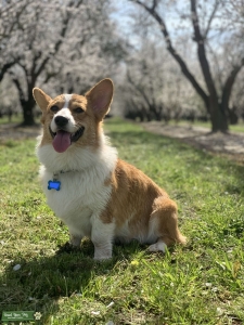 Perfect Corgi Stud  Listing Image