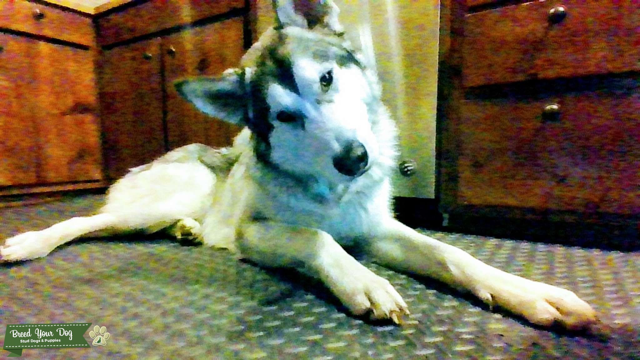 Husky Stud Dog in Oregon, United States Breed Your Dog