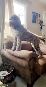 Big sable Labradoodle with Pardi bloodline Listing Image