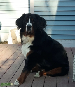 Stud out my bernese mountain dog  Listing Image
