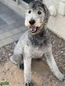 Silver Standard Poodle (Free Stud) Listing Image