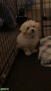 Maltese Stud Listing Image