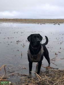 Full Blood Black Lab  Listing Image