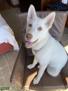 White Siberian Husky Female Looking for Stud Listing Image