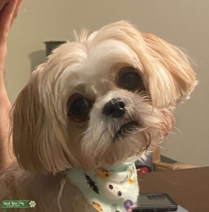 Shih Poo Female Listing Image