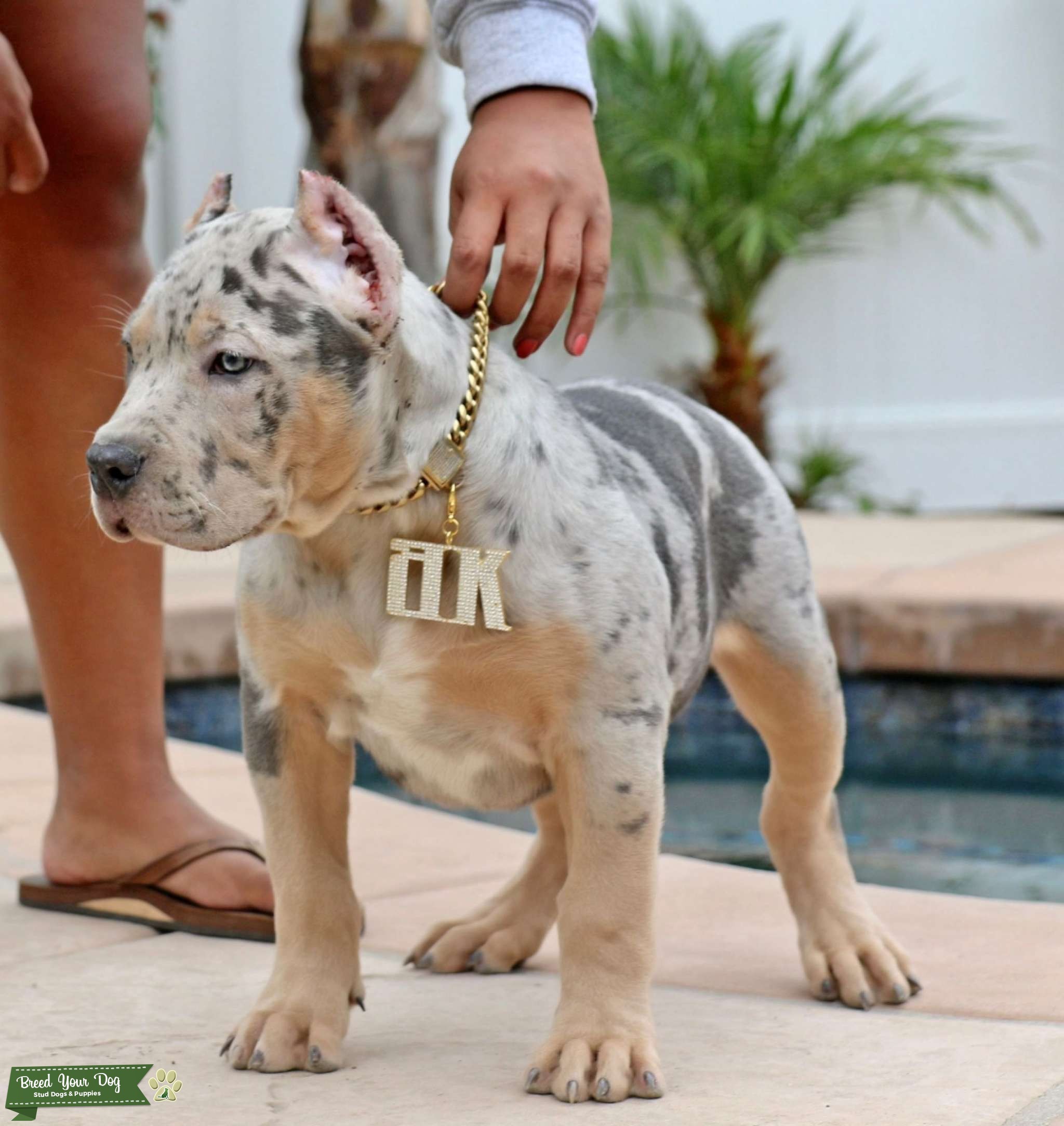 BOSSY KENNELS BLOOD Stud Dog in Canvey Essex., the United States