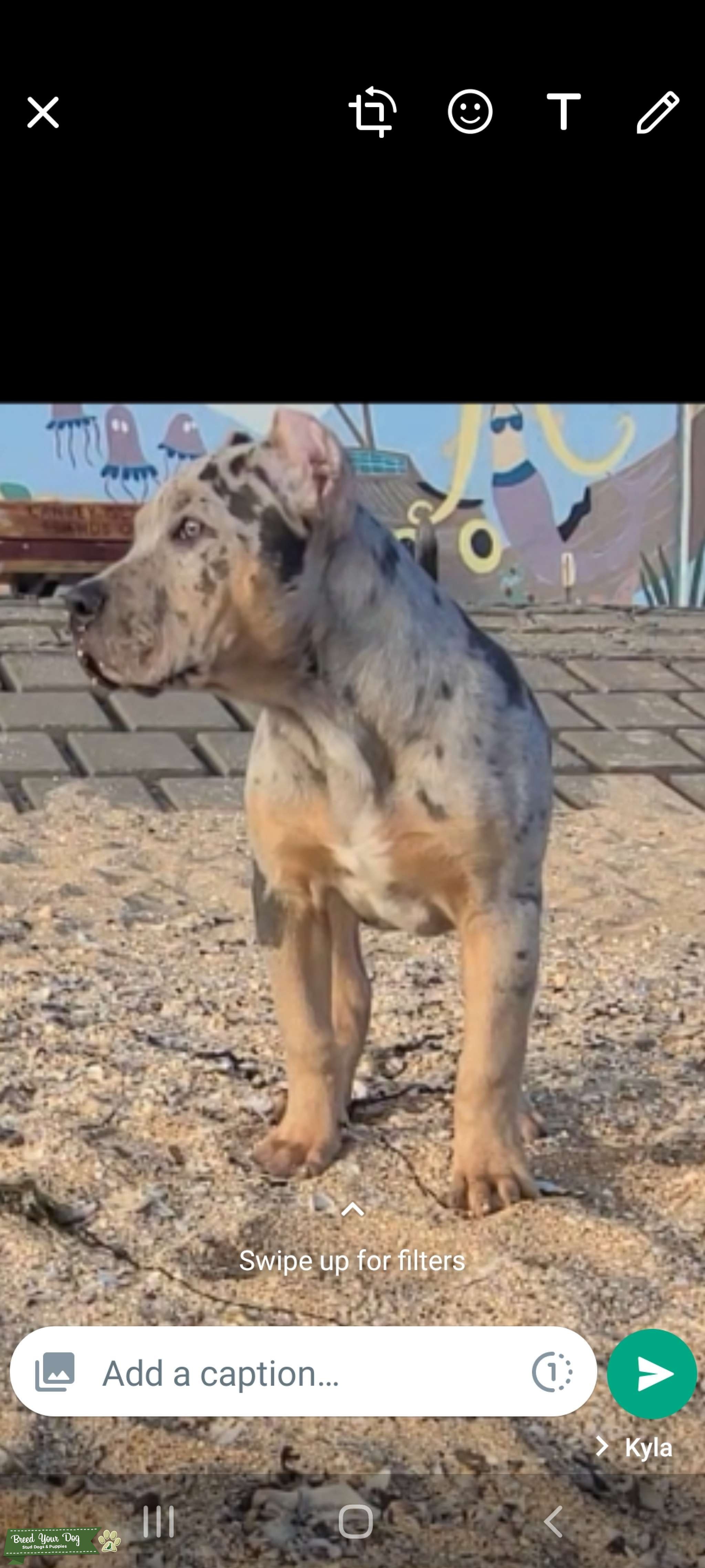 BOSSY KENNELS BLOOD Stud Dog in Canvey Essex., the United States