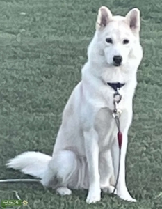 Female Husky Listing Image