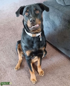 Stud Wanted Listing Image