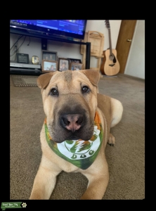 Looking to breed him out  Listing Image