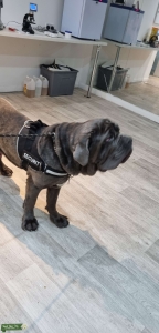 K.c neapolitan mastiff stud Listing Image
