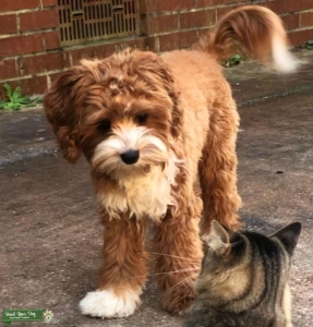 White & Apricot Toy Cavapoo Listing Image