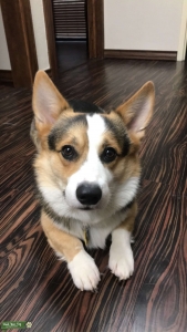 Tri Color Male Pembroke Corgi Listing Image