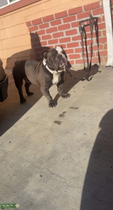 English bulldog Listing Image