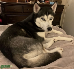 Female AKC Siberian Husky Listing Image