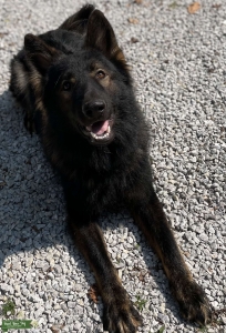 AKC Long Haired German Shepard Dog Listing Image