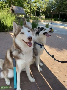 Brown/White 100% Purebred Siberian husky  Listing Image