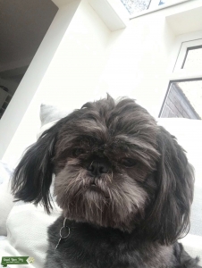 A Five Generation Shih Tzu ti Stud Listing Image