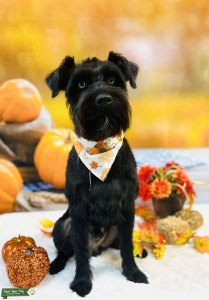 Blue eyed schnauzer  Listing Image