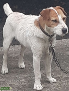 Parson Russell Terrier Listing Image