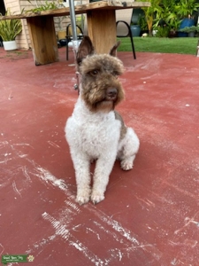 Chocolate Schnauzer Listing Image