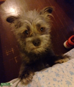 Adorable Chihuahua Maltese Miniature Schnauzer mix Listing Image