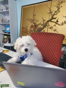 Bichon Frise Looking to Mate Listing Image