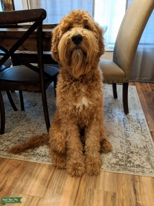 Stud Looking for Female  Listing Image