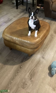 looking for boyfriend Listing Image