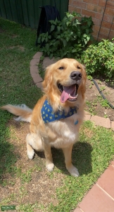 Golden Retriever Stud - Jax Listing Image