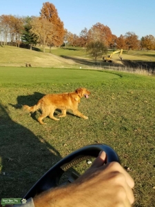 Red Golden Retriever  Listing Image